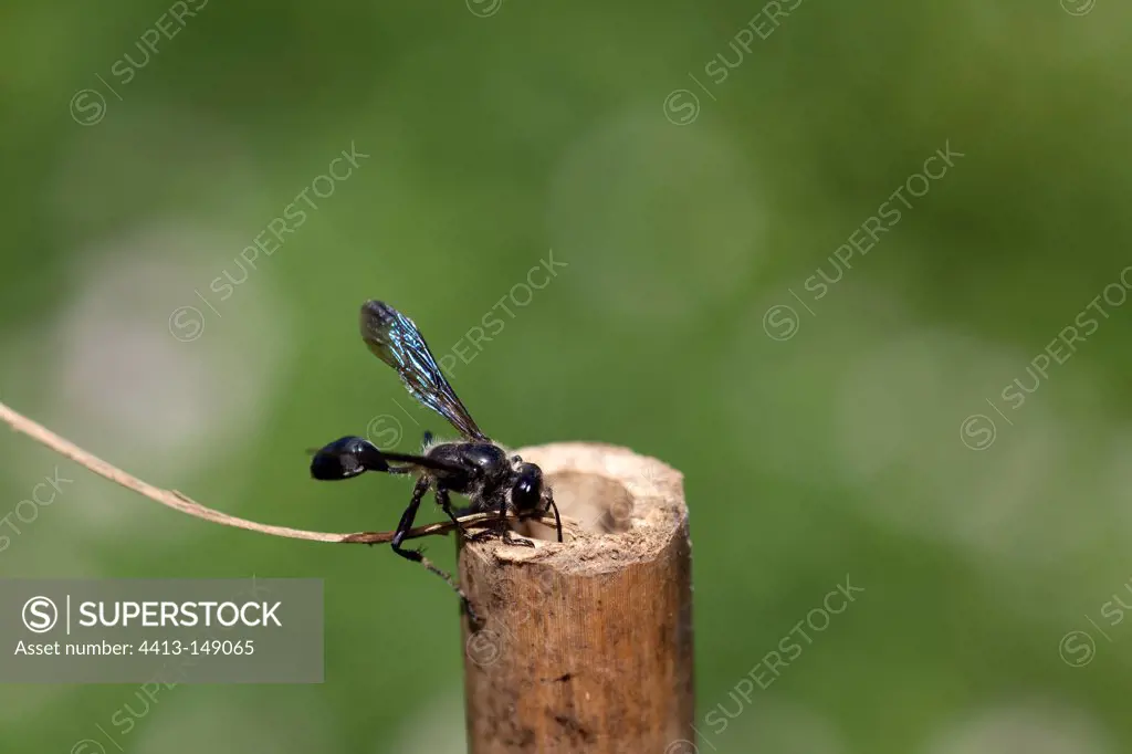 Grass-carrying wasp carrying a strand in a rod France