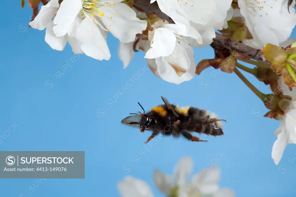 Bumblebee in flight and white flowers Burgundy France