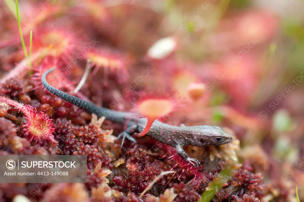 Viviparous Lizard on Round-leaved Sundew Vosges France