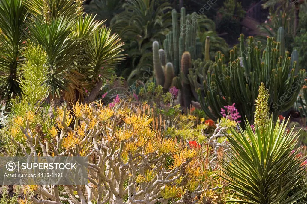 Garden with cactus Canary islands Spain