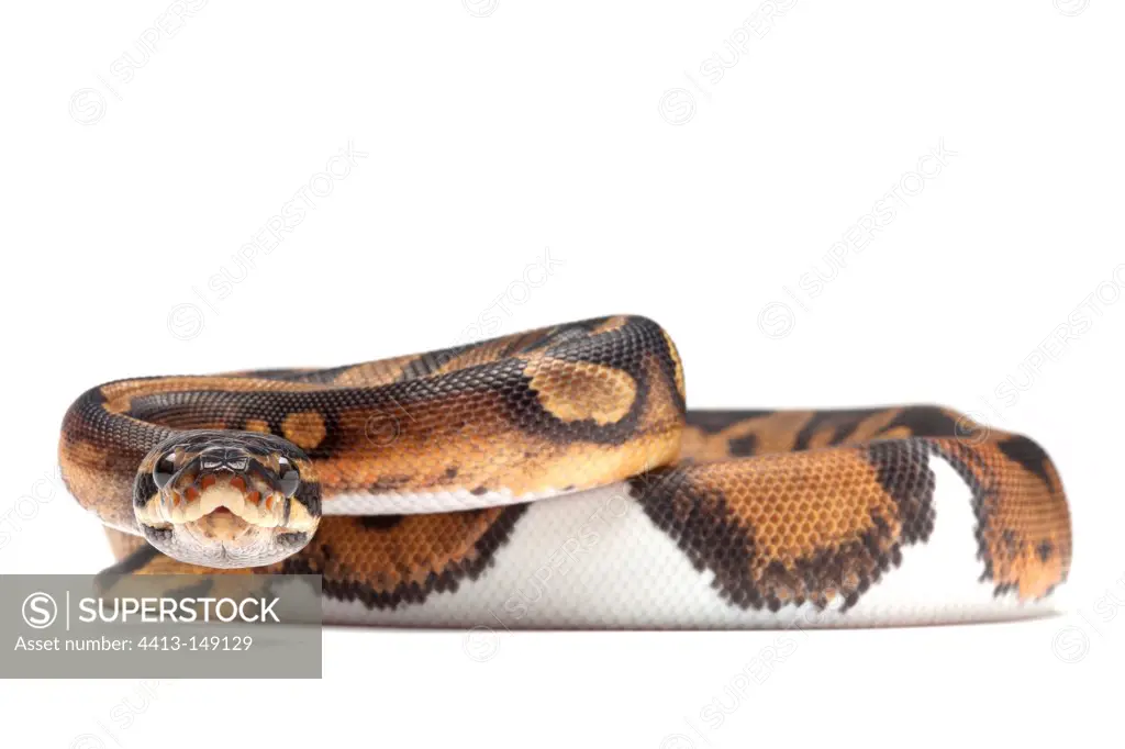 Royal Python 'Piedbal' on white background