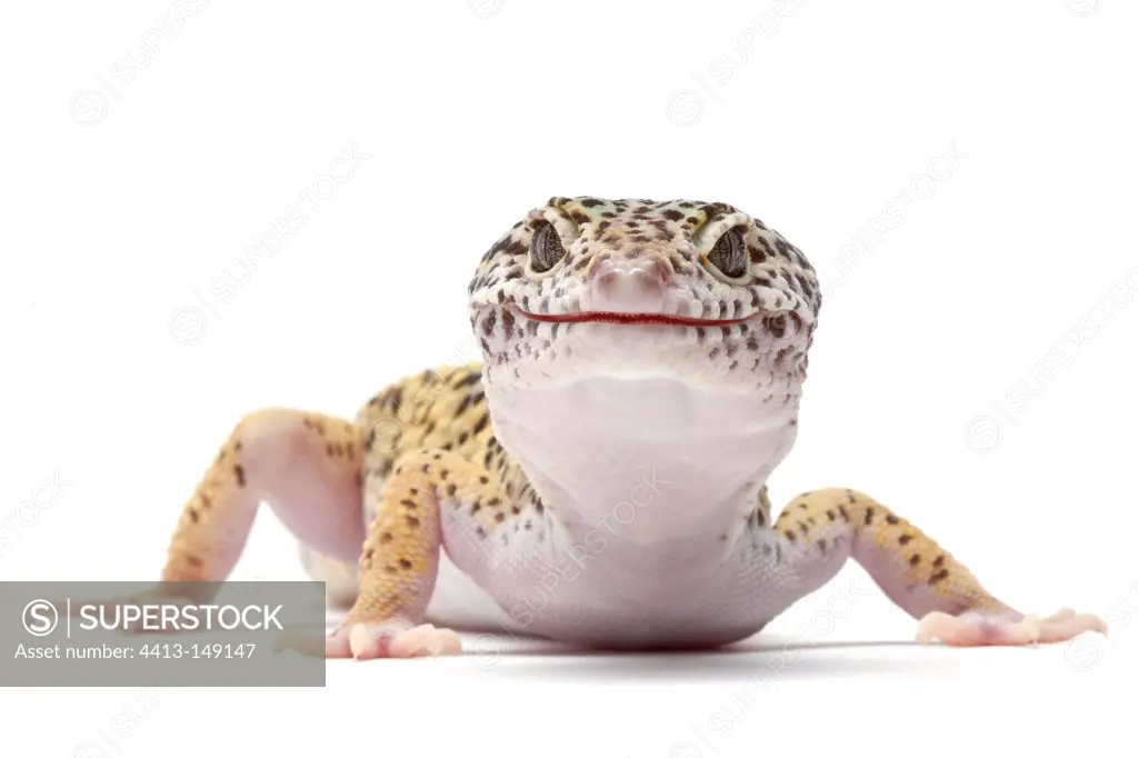 Leopard Gecko on white background
