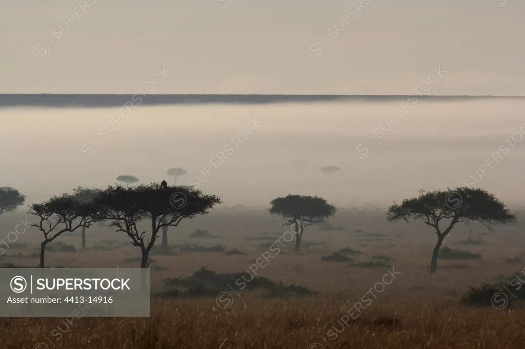 Sunrise on the reserve of Masaï Mara Kenya