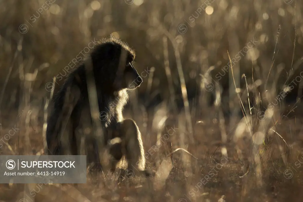 Anubis Baboon sitted in the grasses Masaï Mara Kenya