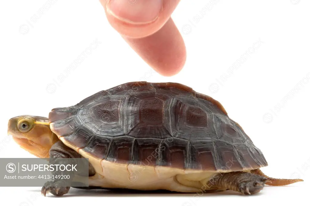 Yellow-margined Box Turtle and finger on white background