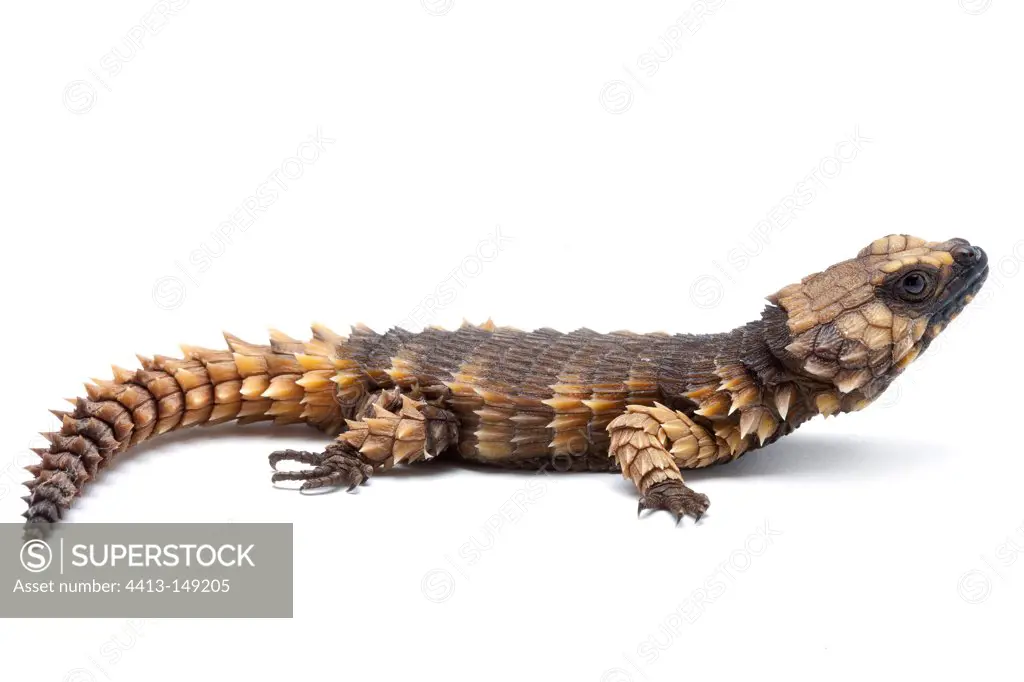Armadillo Girdled Lizard on white background