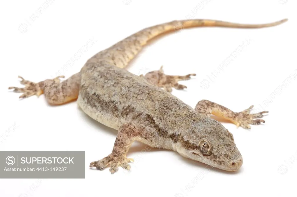 Common House Gecko on a white background