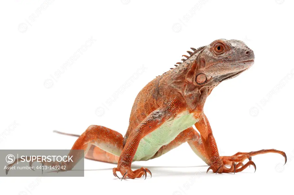 Green Iguana 'Red' on a white background