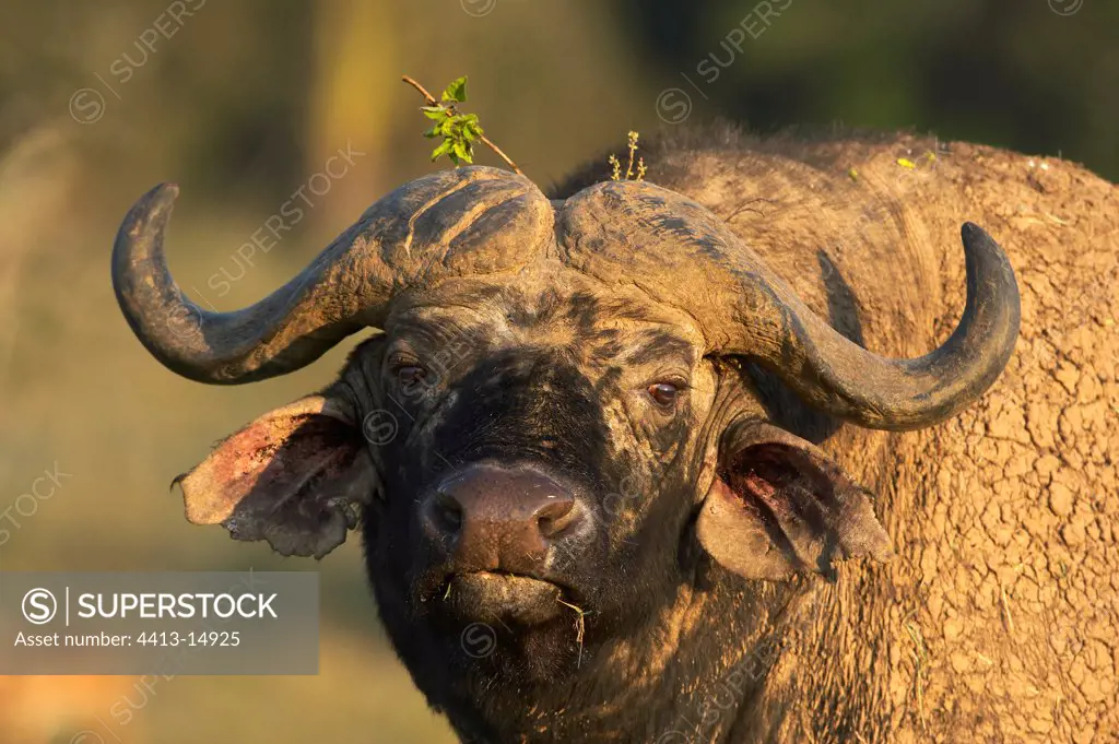 Cape Buffalo National park Nakuru Kenya