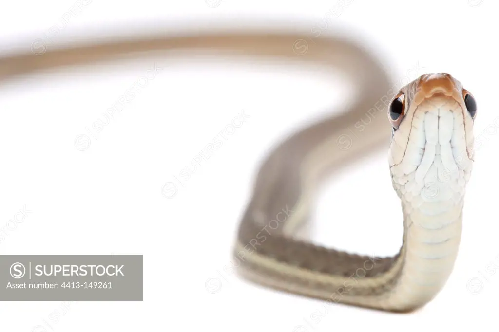 Peninsula Ribbon Snake on a white background