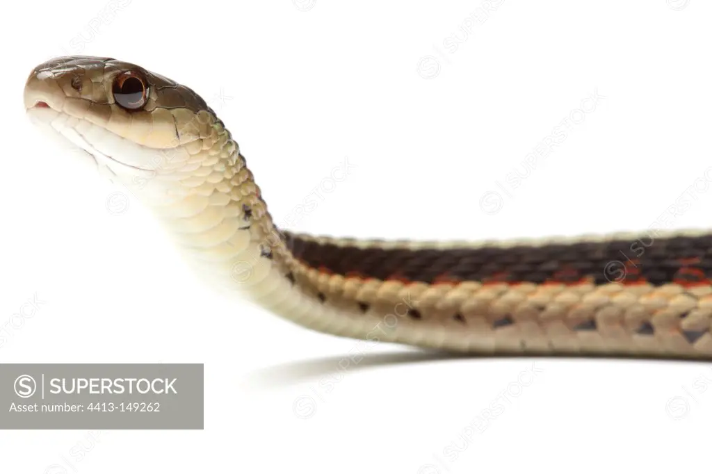 Red-sided Garter Snake on a white background