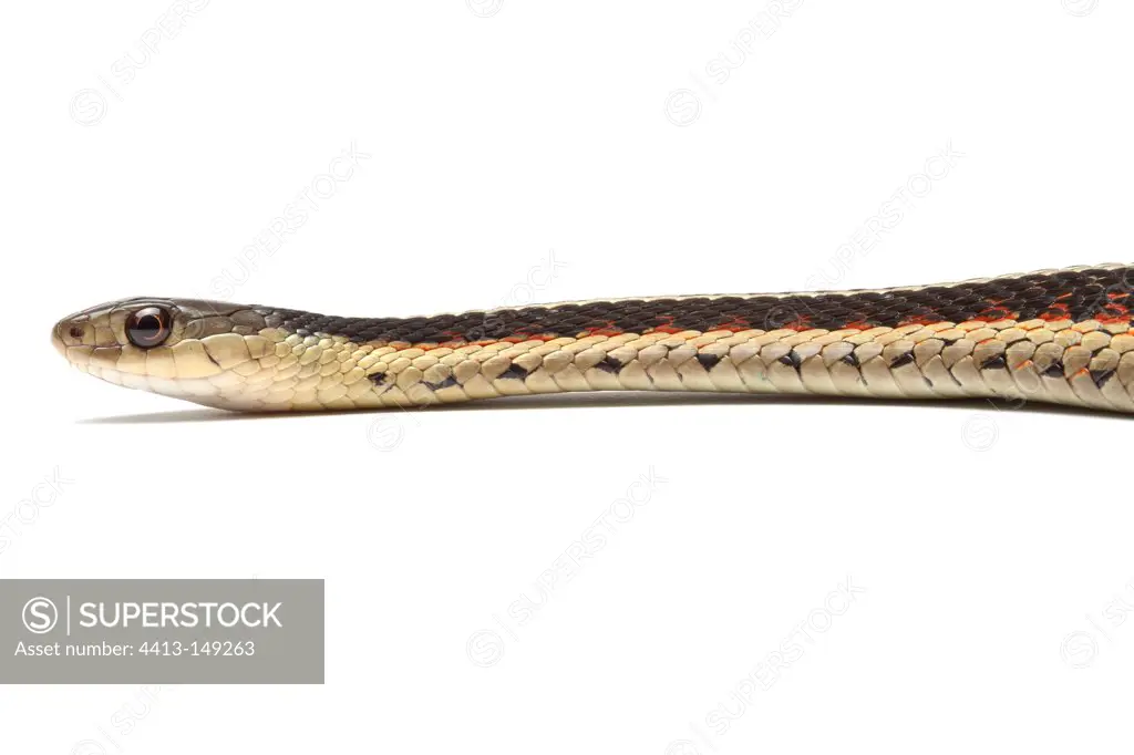 Red-sided Garter Snake on a white background