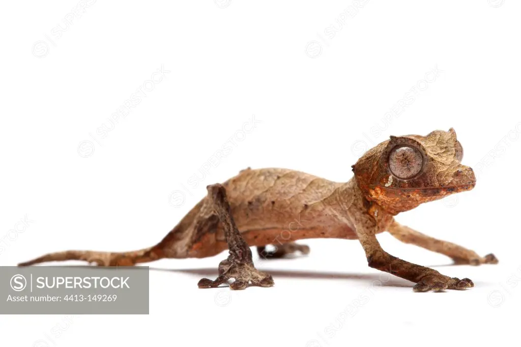 Satanic leaf-tailed Gecko on white background