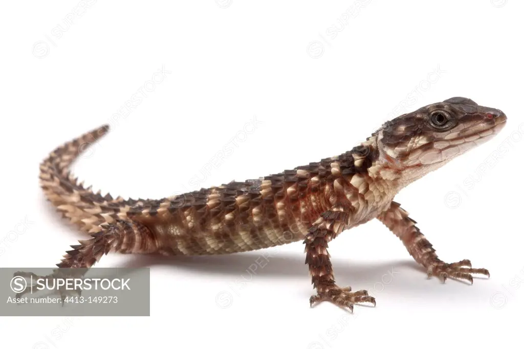 Warren's Spinytail Lizard on white background