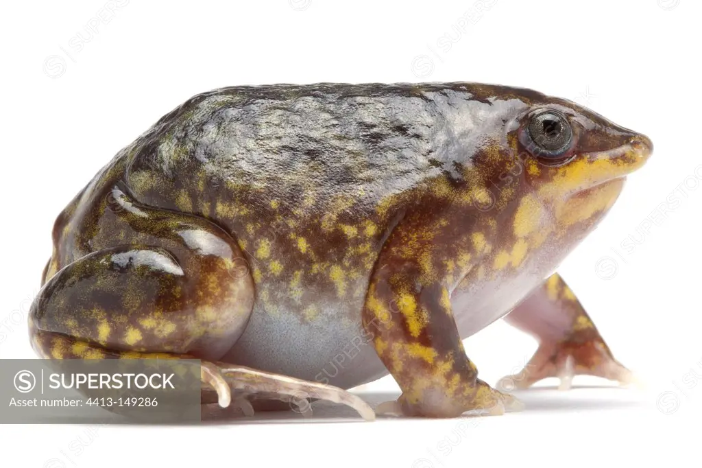 Marbled Shovelnose Frog on white background