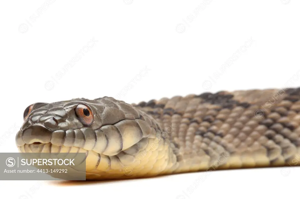 Portrait of Brown Water Snake on white background
