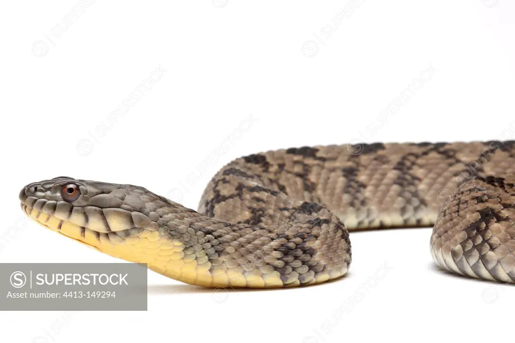 Portrait of Brown Water Snake on white background
