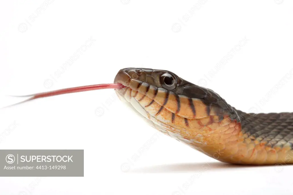 Portrait of Florida Green Water Snake on white background
