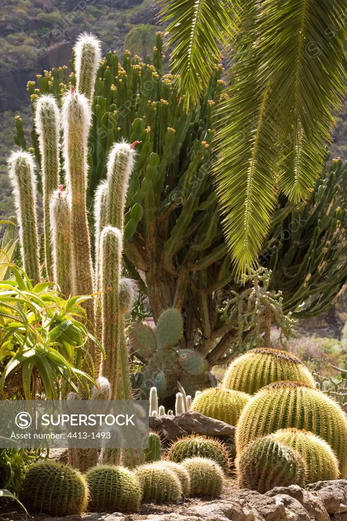 Garden with cactus Canary islands Spain