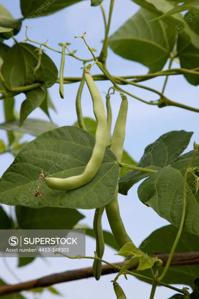 Snap beans 'Hilda' in an organic kitchen garden