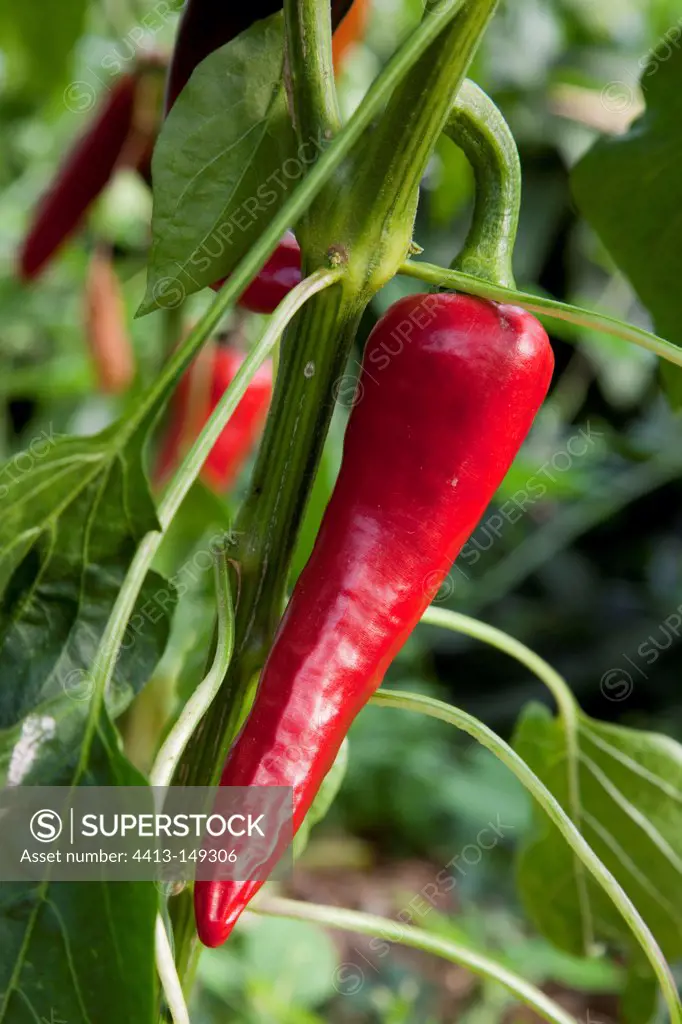 Espelette hot pepper in an organic kitchen garden