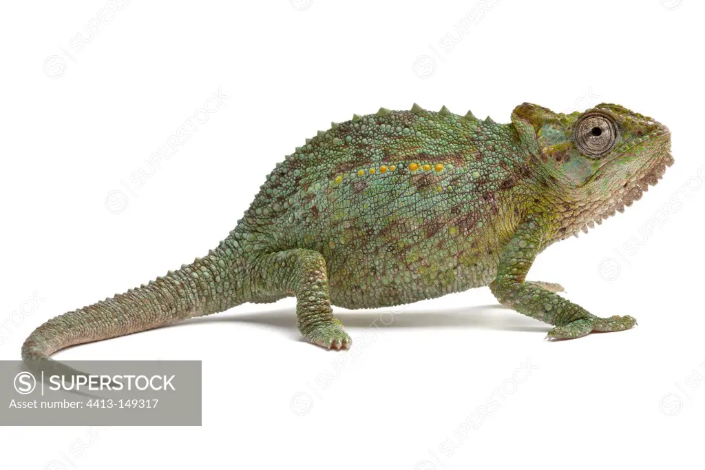 Transvaal Dwarf Chameleon on white background