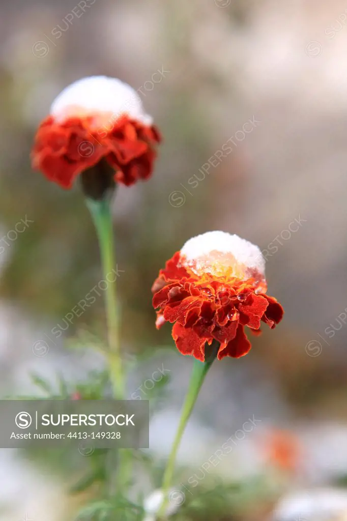 Marigolds in the snow in a garden in Ladakh India