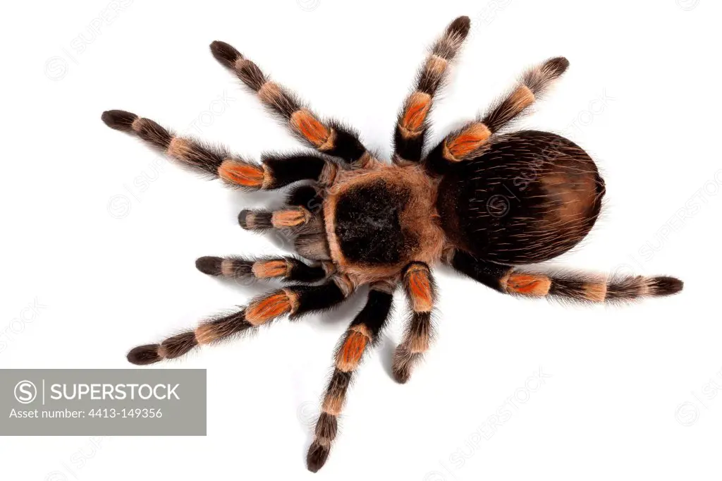 Mexican redknee tarantula on white background