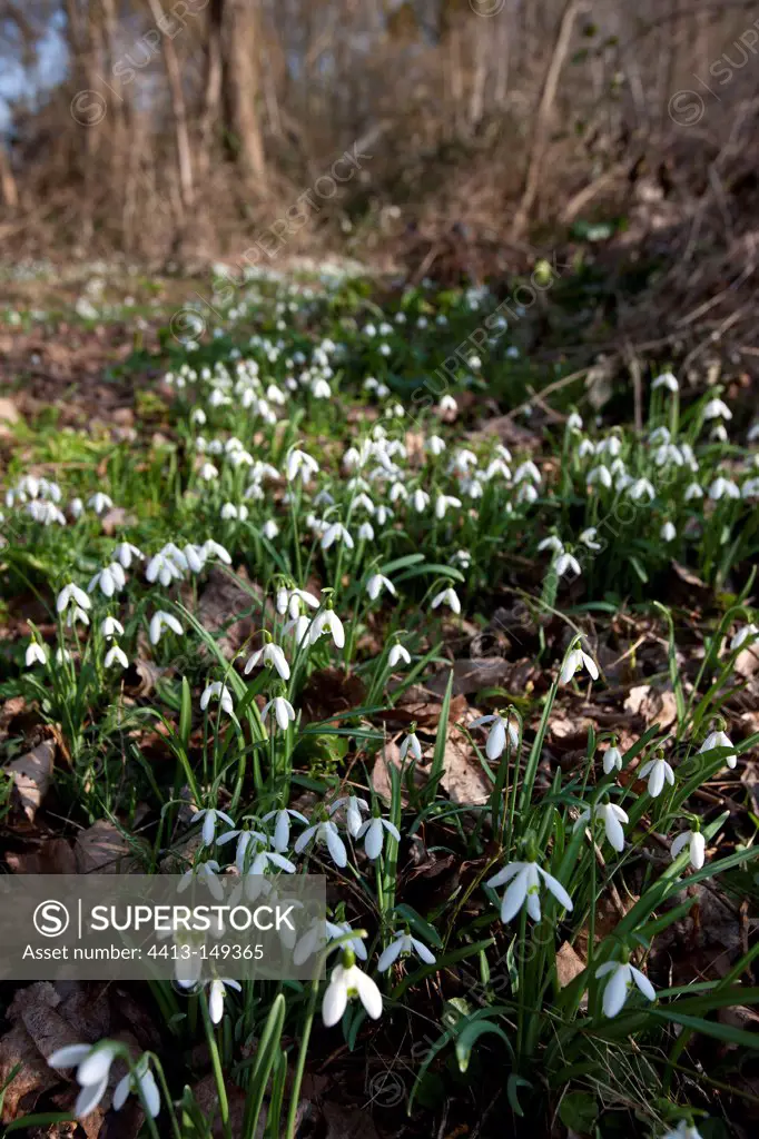 Snowdrops in bloom France