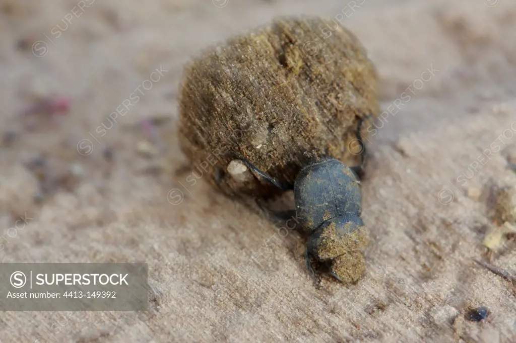 Dung beetle pushing its ball Texas USA