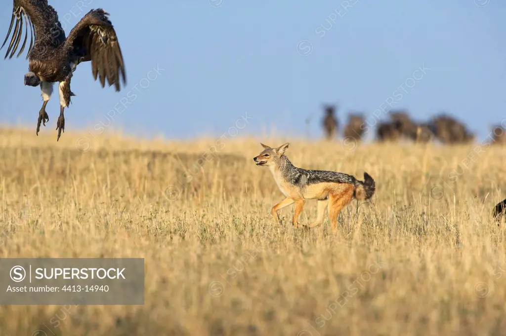 Black-Backed Jackal protecting it prey from vultures Kenya