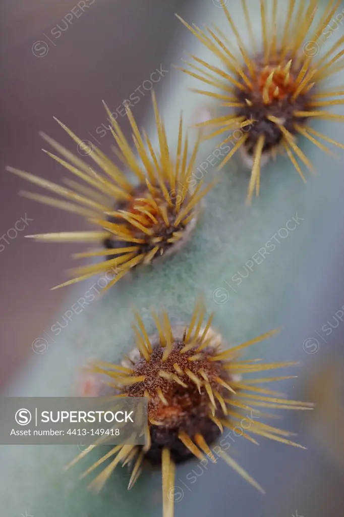 Prickly pear cactus South Texas USA