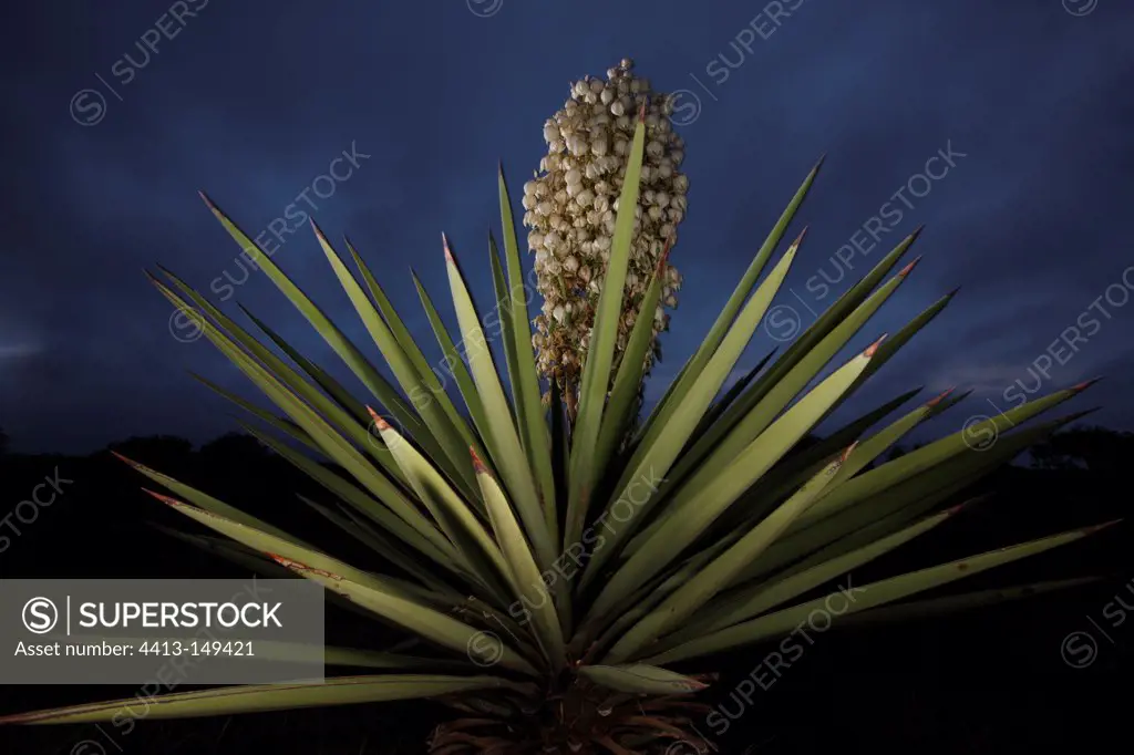 Torrey Yucca in bloom South Texas USA