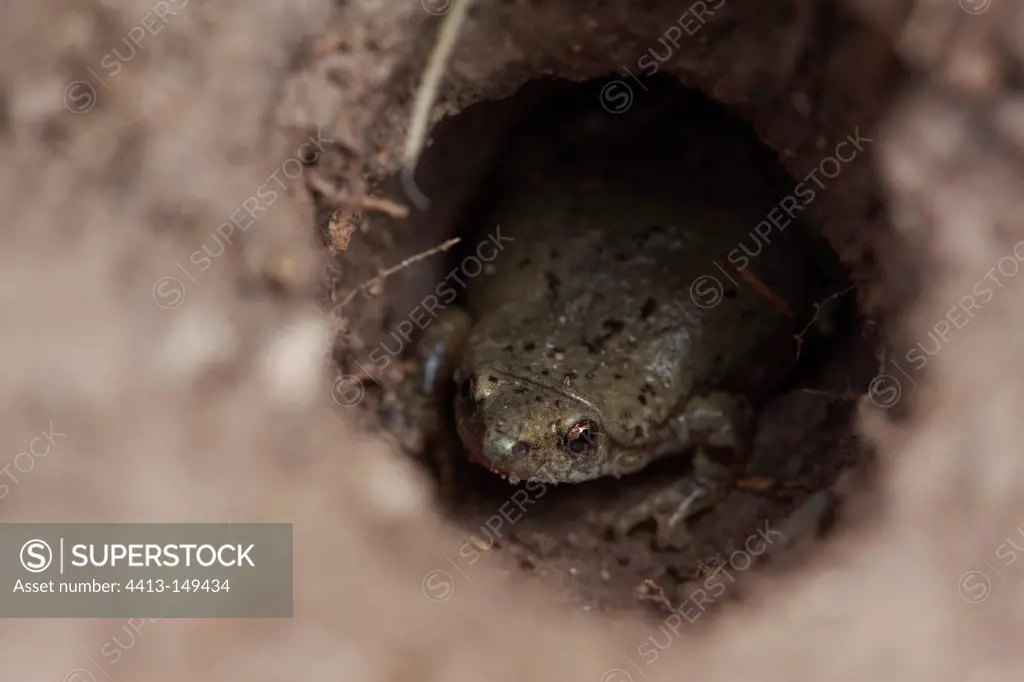 Great plains narrowmouth toad in a tarantula burrow Texas