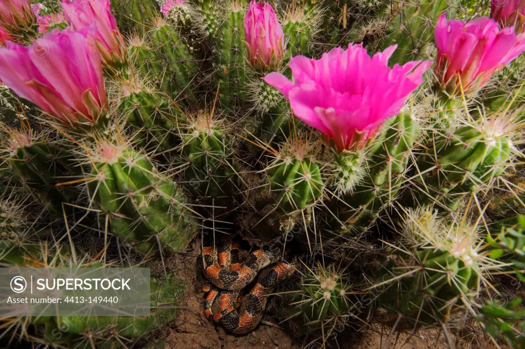 Texas Long Nosed Snake in Strawberry cactus bloom Texas