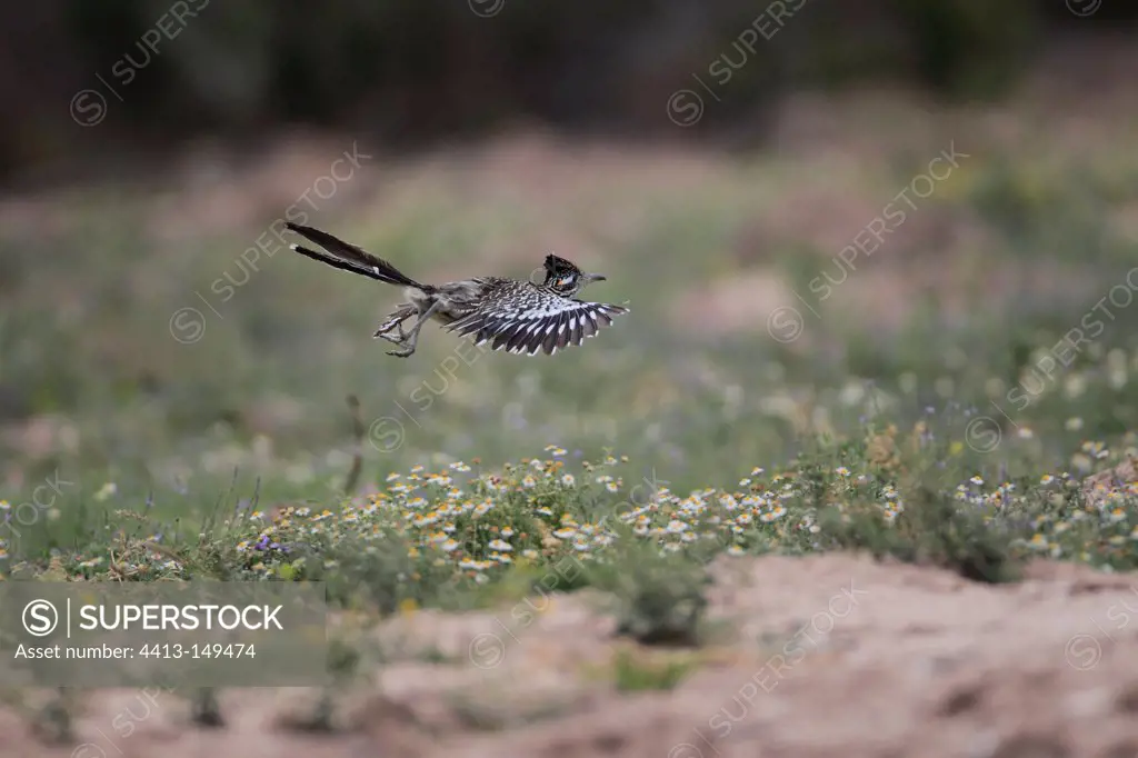 Greater roadrunner in flight in the desert south Texas USA