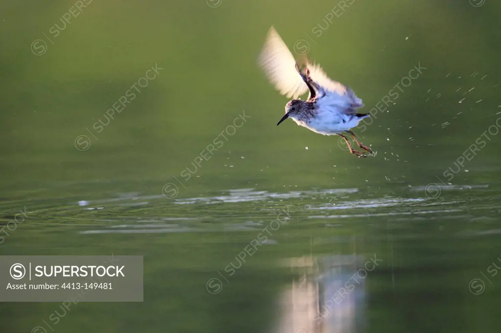 Least Sandpiper flying away south Texas USA