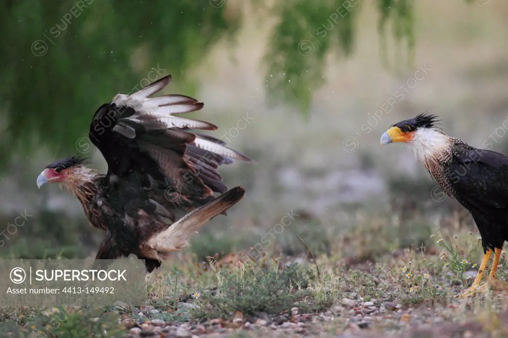 Crested Caracaras standing in desert South Texas USA