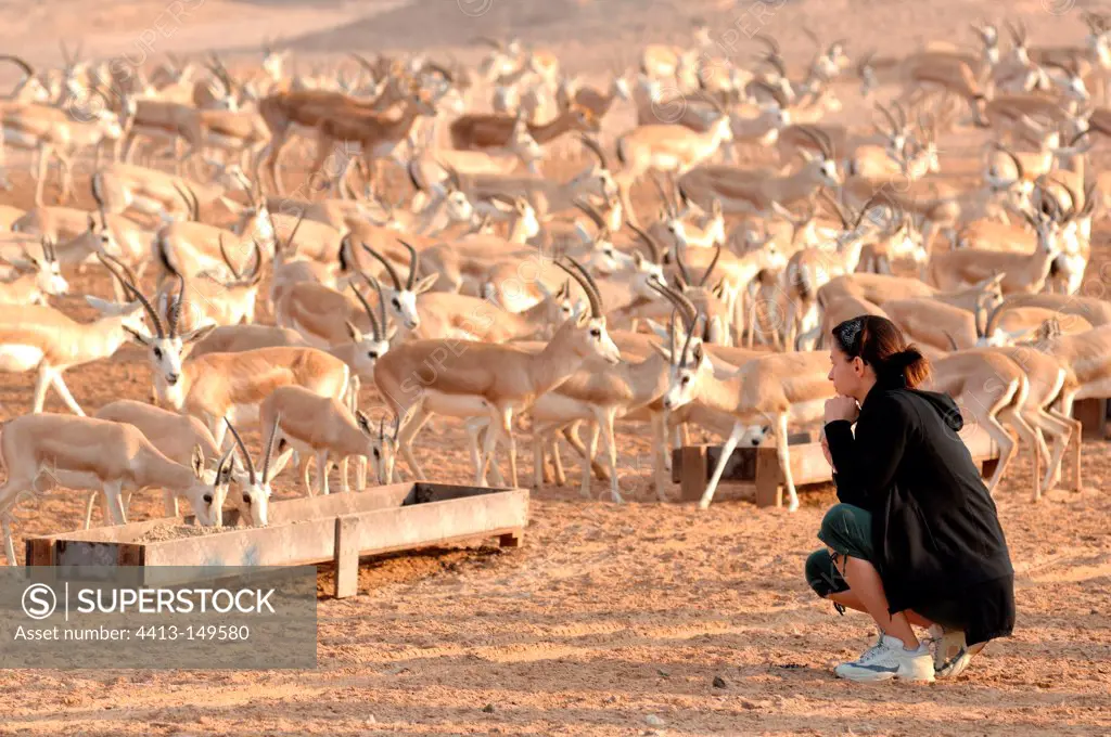 Tourist and Mountain gazelles Sir Bani Yas Abu Dhabi
