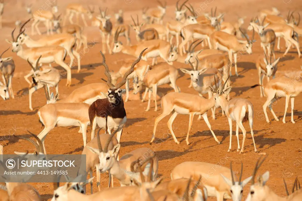 Mountain gazelles and Blackbuck Sir Bani Yas Abu Dhabi