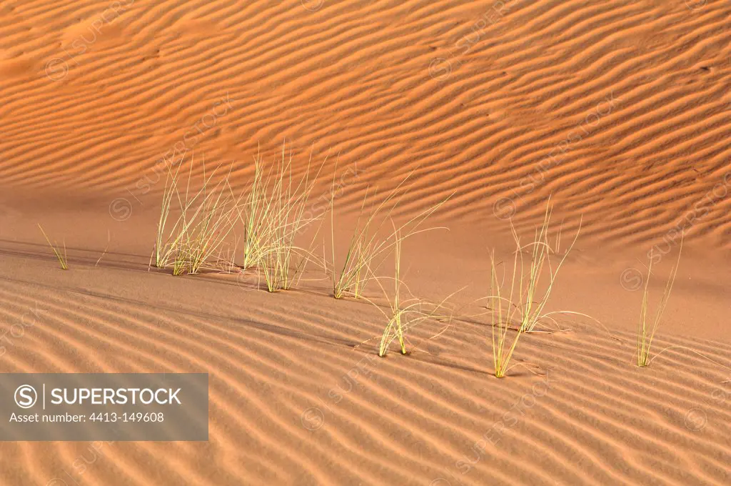 Tufts of dry grass desert of the Rub al-Khali Abu Dhabi