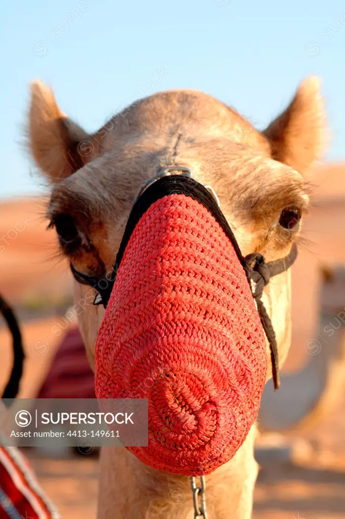 Portrait of Camel with a muzzle Abu Dhabi
