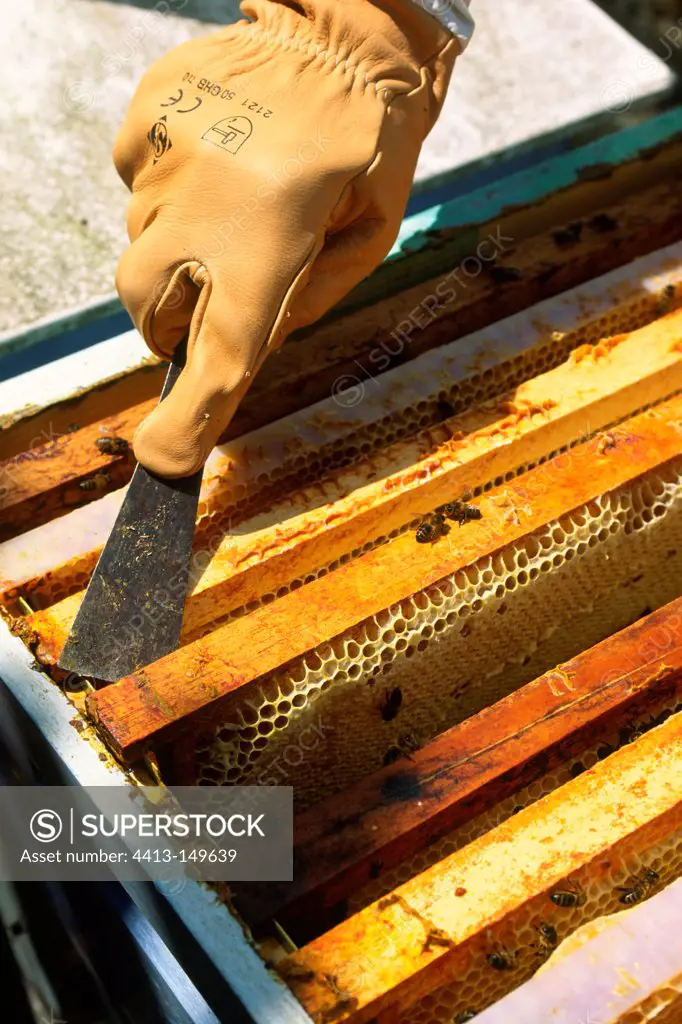 Beekeeper scratching a radius of HiveParis France