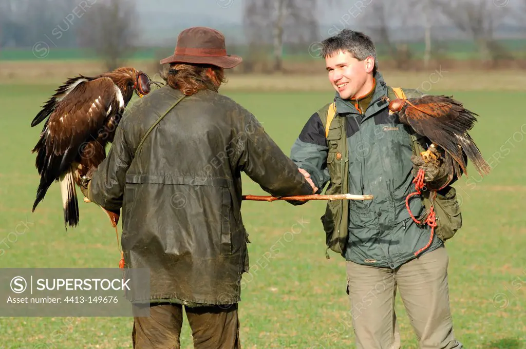 Falconers with Harris Hawk and Golden Eagle France