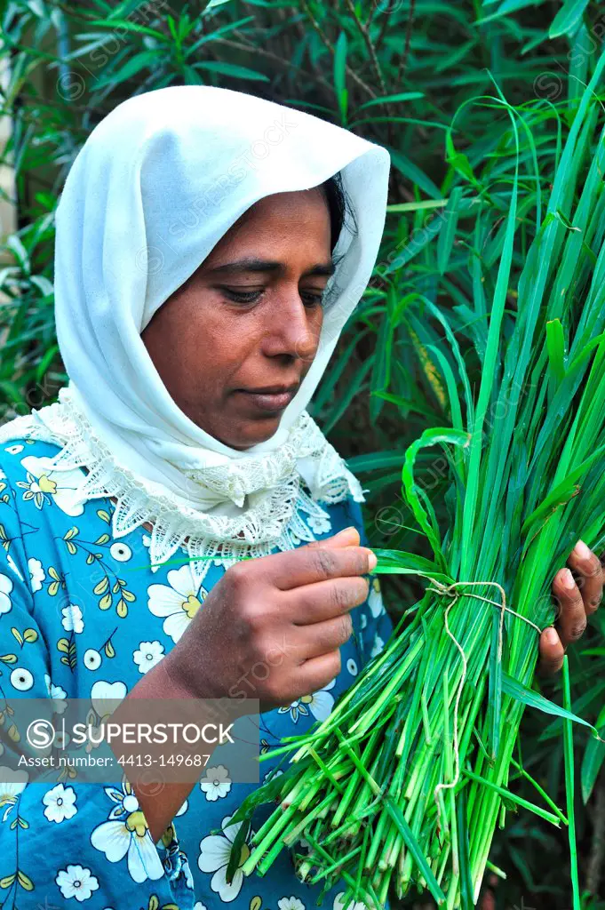 Woman tying a bunch of Citronelle Mauritius