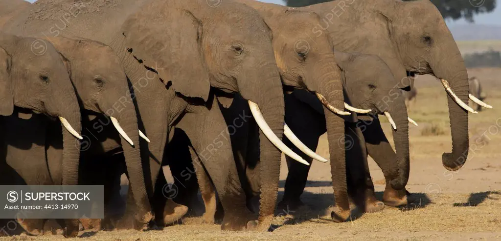 African elephants National park of Amboseli Kenya