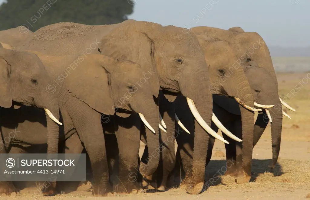 African elephants National park of Amboseli Kenya