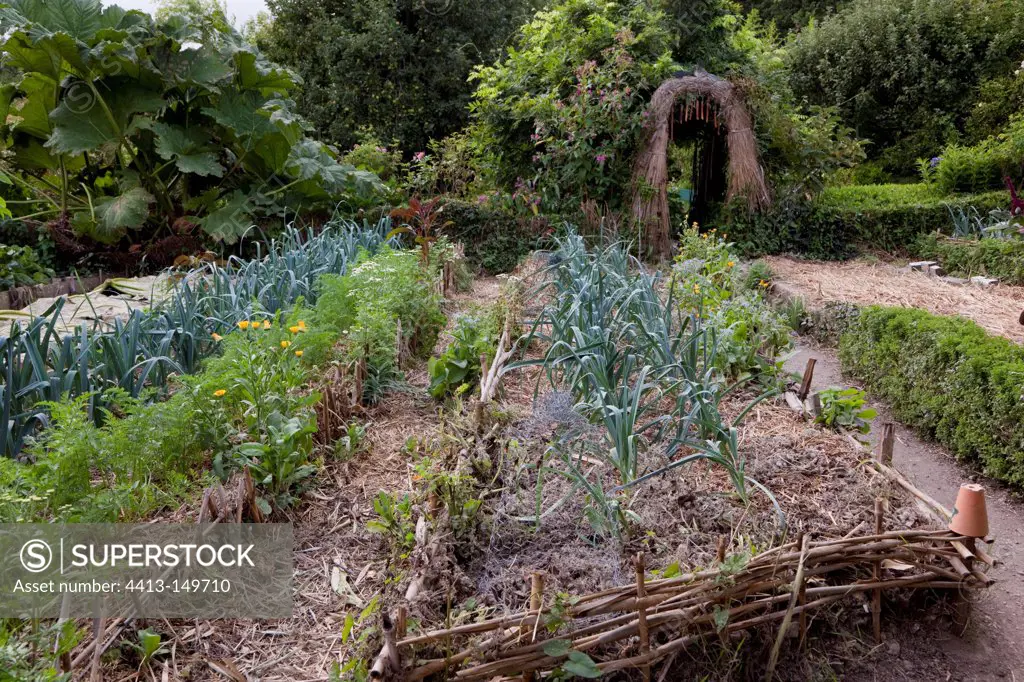 Carrots and leeks in an organic kitchen garden