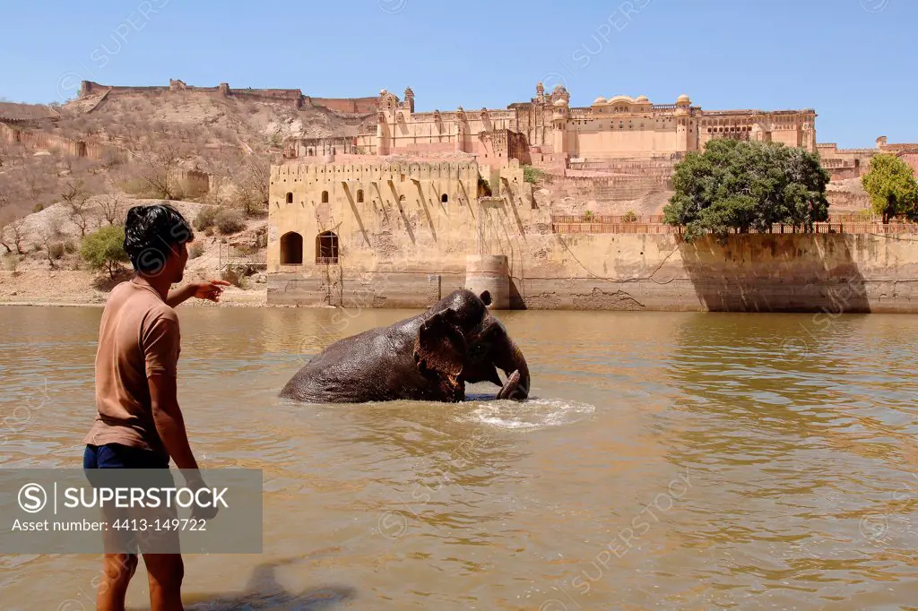 Elephant and mahout to the bath before the Amber Fort India