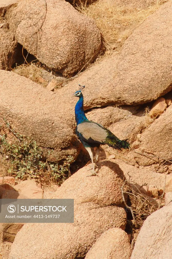 Indian Peafowl on rocks Thar Desert Rajasthan India